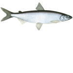 FishRoblox