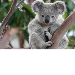 Joseph’s koala crew