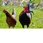chickens chickens chickens