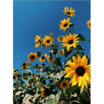 My sunflowers. <3