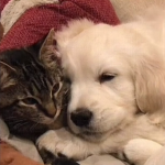 Dog/Cat/Love