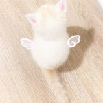 pawzly