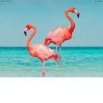 ~flamingo vibes~