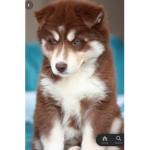 Husky group :)