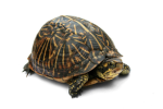 Turtlez Will Rule The World