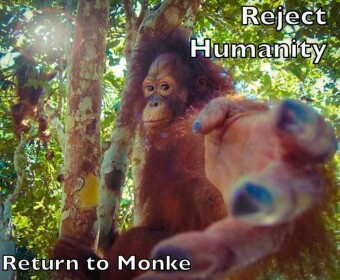 Monkey jungle