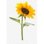 Debbie’s sunflowers :)