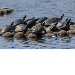 #save the turtles! #no more plastic!