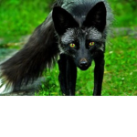 The Black Foxes