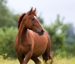 ~ Sunflower stables~ Horse riding elite