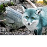 kays blue fox group