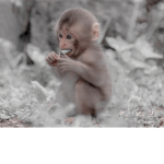 ~mia’s monkeys!~