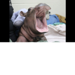 hippos<3