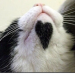 ~!The Kitten Boutique!~