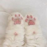 pawster'