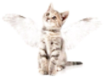 purrfecto