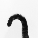 zowwy