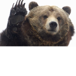 Cool Bear Squad