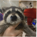🦝Racun🦝 Code: RACUN