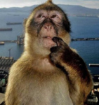 MONKEY FELLAS