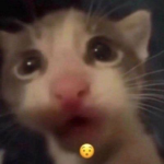 Evelyn_girl