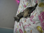Sign cat