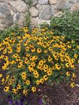 [wcue] wildflower grove Group Thumbnail