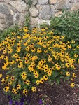 [wcue] wildflower grove Group Thumbnail
