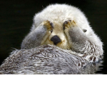 Otter Club