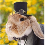 fluffy funny bunnies