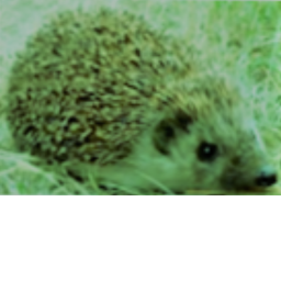 Cute Hedgehog Obby