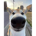 Joshthelemon3's Fan group