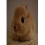 My name is Amy but The Bunnies name is Fefe