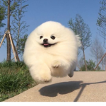 || • cute puppy • ||
