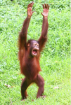 Monkey gang (: