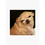 My dog stepped on a bee