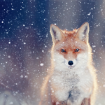 ShyFox studios
