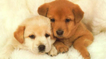 Dreamy Puppies <3