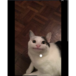my obby