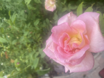 slimycarrot_298