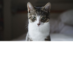 Cat Fans!!!!!!!!!