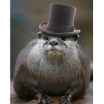 Fancy otter squad