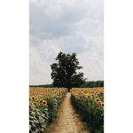 ~ Luvly Field's :)