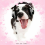 Dog friends :D