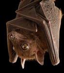 GreenBats