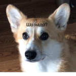 Corgi Sasha