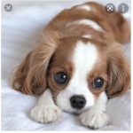 Cute dogs and puppy group