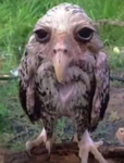 > Né z ü kó < > Áñd Tá ñ j ï r ò Fáñş <