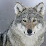 Wolf Luv Army
