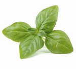 The Official Basil Fan Club